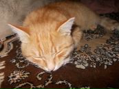 Надя Філіпова фотография #37 (источник - https://vk.com/id40849206)