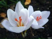 Фотография Чистяковой Юлии