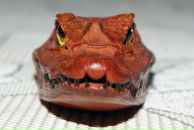 Фотография Мамышева Артёма