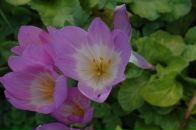 Анна Смолина фотография #39 (источник - https://vk.com/id615881)