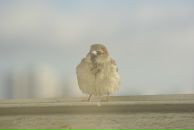 Фотография Жилина Дениса