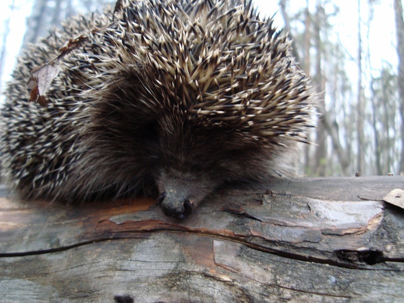 Павел Плотников фотография #38