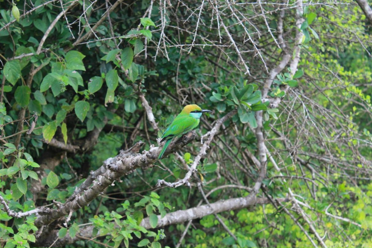 Кса На фотография #16