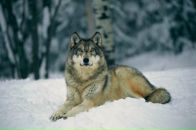 Фотография Евгеньевича Витальсона