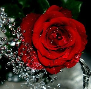 №1, Елена Брекотнина №1, Елена Брекотнина