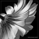 Муся Сікора фотография #24 (источник - https://vk.com/id133047894)