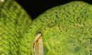 Snakes Tempter фотография #21 (источник - https://vk.com/id73834955)