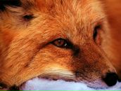 Фотография Пирумовой Алисы