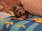 Ігор Баленко фотография #14 (источник - https://vk.com/id93853930)