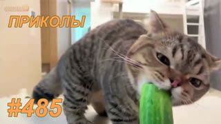 Приколы июль 2019 №485
