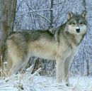 Фотография Белясовой Ирины