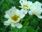 Фотография Мисько Альбины