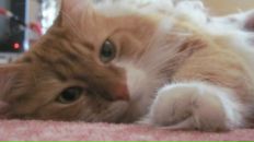 Фотография Салмона Макса