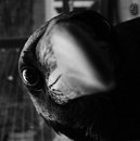 Максим Савельев фотография #6 (источник - https://vk.com/id675184)