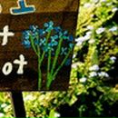 Pona_kutye Frog фотография #42 (источник - https://vk.com/id75605073)