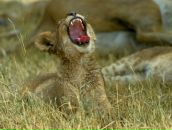 Игорь Иванов фотография #38 (источник - https://vk.com/id966558)