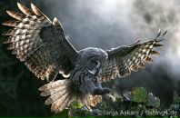 Фотография Гордеевой Полины