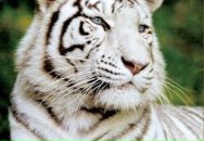 Юленька Шараева фотография #9 (источник - https://vk.com/id5872570)