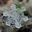 Фотография Горюновой-Терентьевой Галины