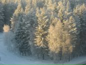 Фотография Носкова Алексея