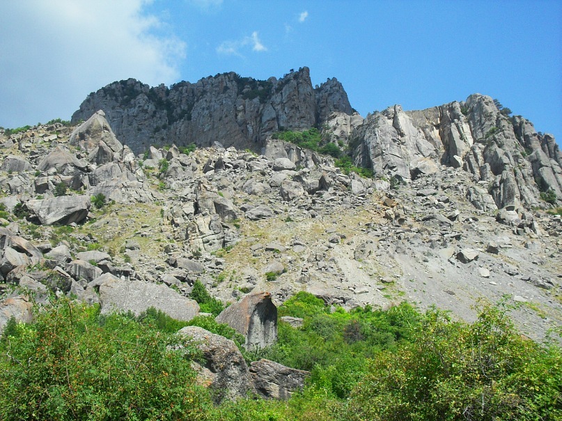 Phasma Morulus фотография #46