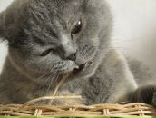 Фотография Шведовой Майи