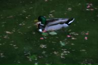 Bella Radenoviћ фотография #28 (источник - https://vk.com/id39098)