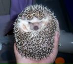 Фотография Шевчук Павлуха