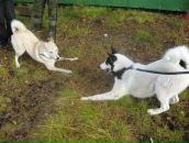 Фотография Гинейта Славика