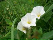 Антоніна Кротович фотография #49 (источник - https://vk.com/id13820770)