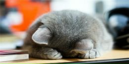 Міша Ласка фотография #6 (источник - https://vk.com/id32950794)