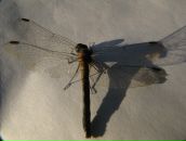 Фотография Беспаловой Екатерины