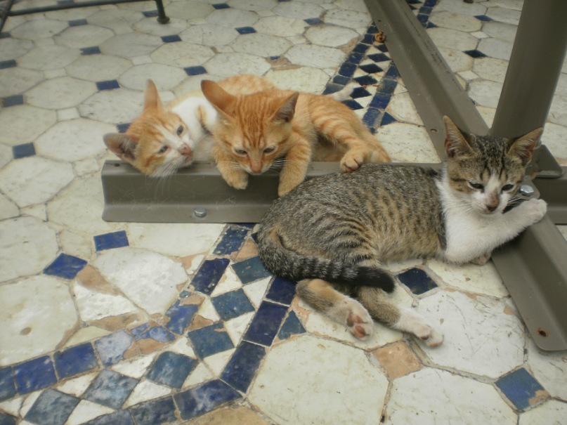 Miro Kptan фотография #14