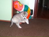 Евгения Дарий фотография #22 (источник - https://vk.com/id2201000)