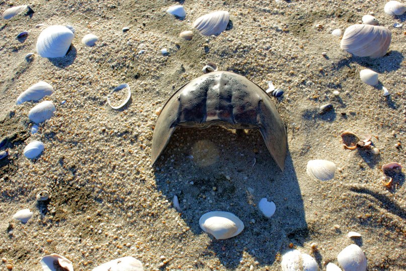 Глеб Петров фотография #17