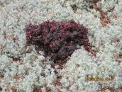 Сергей Репьёв фотография #24 (источник - https://vk.com/id4484013)