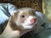 Фотография Козловского Андрея