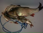 Евгений Иевлев фотография #26 (источник - https://vk.com/id2978352)