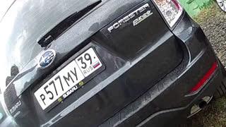 Субару / Subaru - Клоуны с Субару Форестер/Subaru Forester. Лиса рулит.